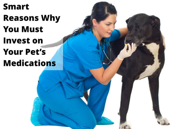 Smart Reasons Why You Must Invest on Your Pet’s Medications