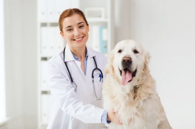 Common Illnesses in Pets That Every Pet Owner Should Know About